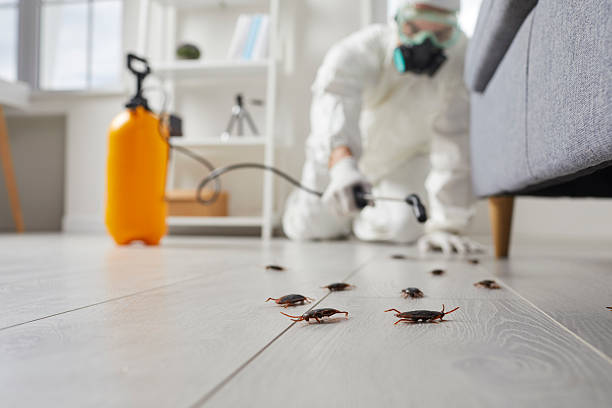 Post-Treatment Bed Bug Interceptor Monitoring in Ellijay